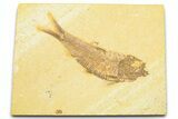 Detailed Fossil Fish (Knightia) - Wyoming #372325-1